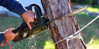 Best Tree Maintenance Programs  in Kean University, NJ