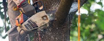 Best Pest Control for Lawns  in Kean University, NJ