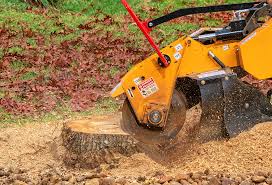 Best Tree Health Inspection  in Kean University, NJ