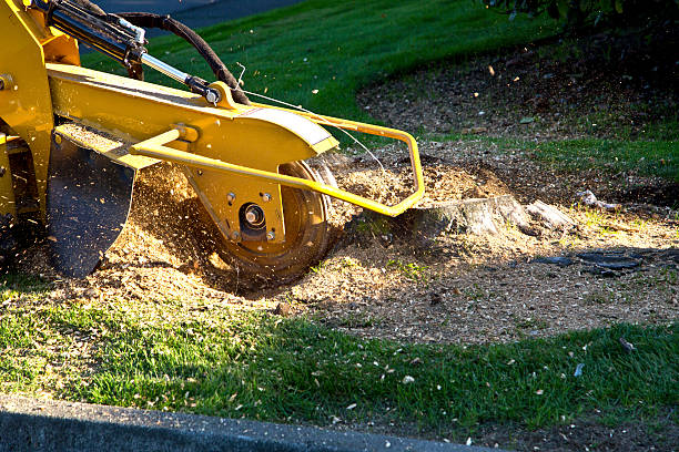 Best Pest Control for Lawns  in Kean University, NJ