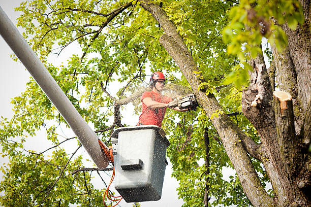 Best Tree Disease Treatment  in Kean University, NJ